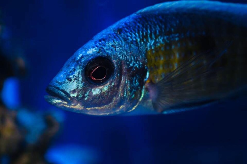 Otopharynx tetraspilus